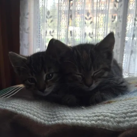 Apartman Pichlerhof Sommmercard - Urlaub Am Bauernhof Birnberg