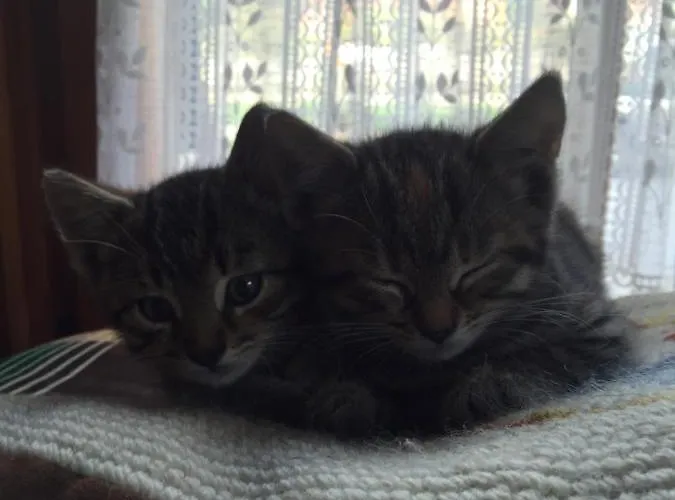 Appartement Pichlerhof Sommmercard - Urlaub Am Bauernhof Birnberg